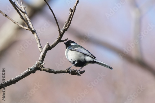 japanese tit on a branch