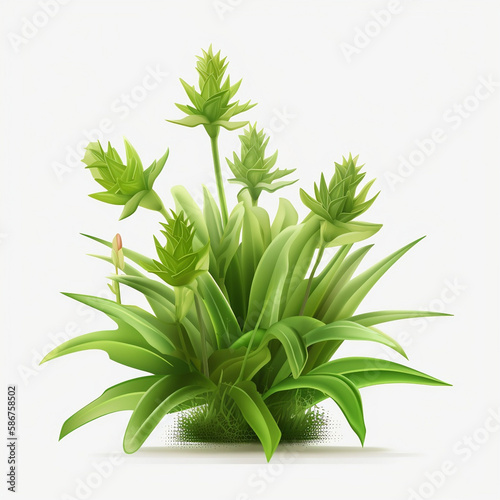 plant isolated on white