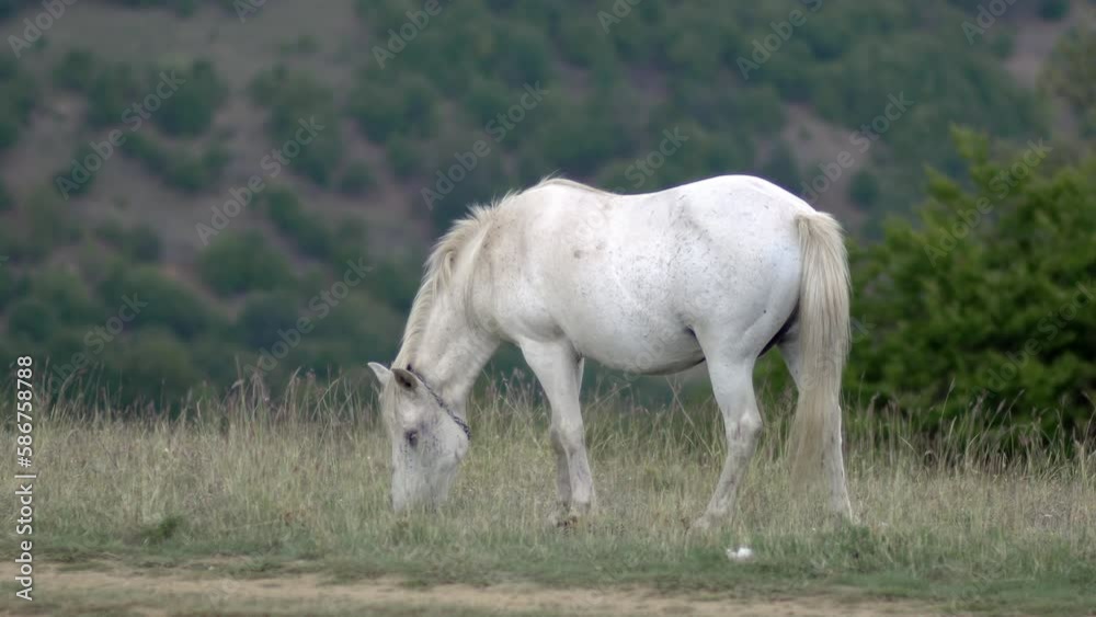 Beautiful wlwgant white wild horse grazing on a pasture in the mountain valley. Beautiful wlwgant white wild horse grazing on a pasture in the mountain valley.
