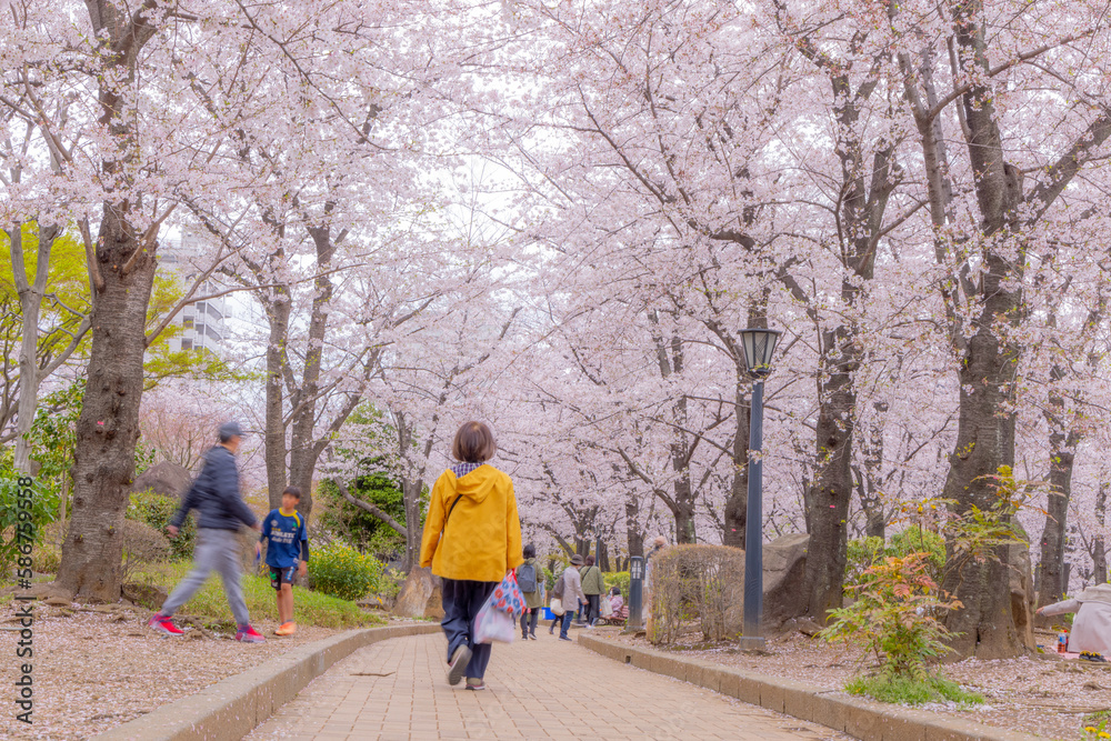 Fototapeta premium 川口西公園の桜