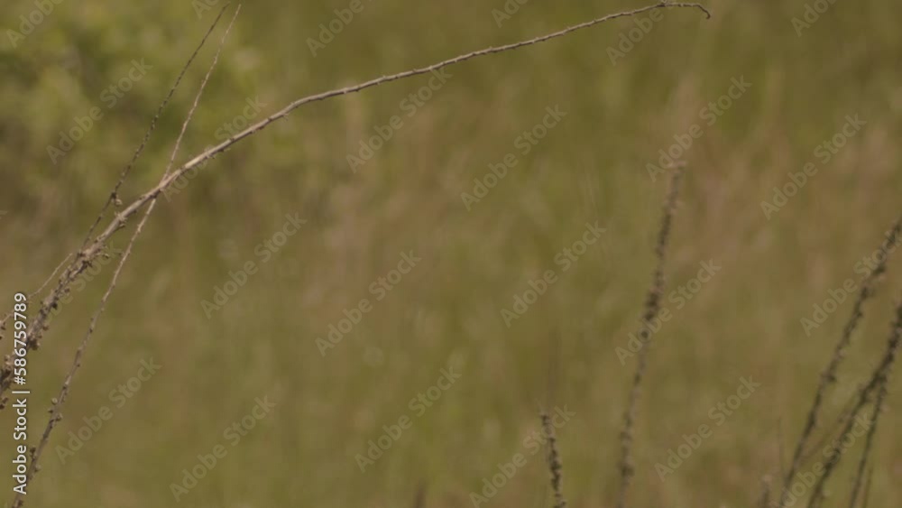 European Bee-Eater Merops Apiaster. The Most Colorful Bird. Slow Motion Image European Bee-Eater Merops Apiaster. The Most Colorful Bird. Slow Motion Image