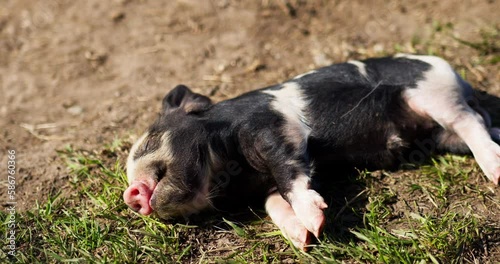 Wallpaper Mural Newborn baby pig is in a deep sleep. On the farm, the cute little pig with black & white skin lays on its side on the grass. Torontodigital.ca