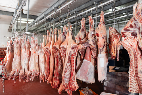 Raw butchered carcasses of cows, pigs and lambs hanging on hooks in cold storage of meat processing factory or slaughterhouse photo
