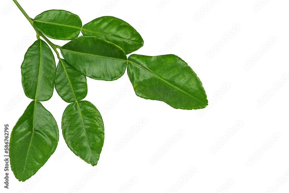 Leaf of bergamot. Leaf of bergamot.