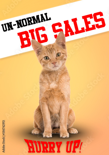 Unnormal Big Sales Hurry Up Cat Head On Dog Body