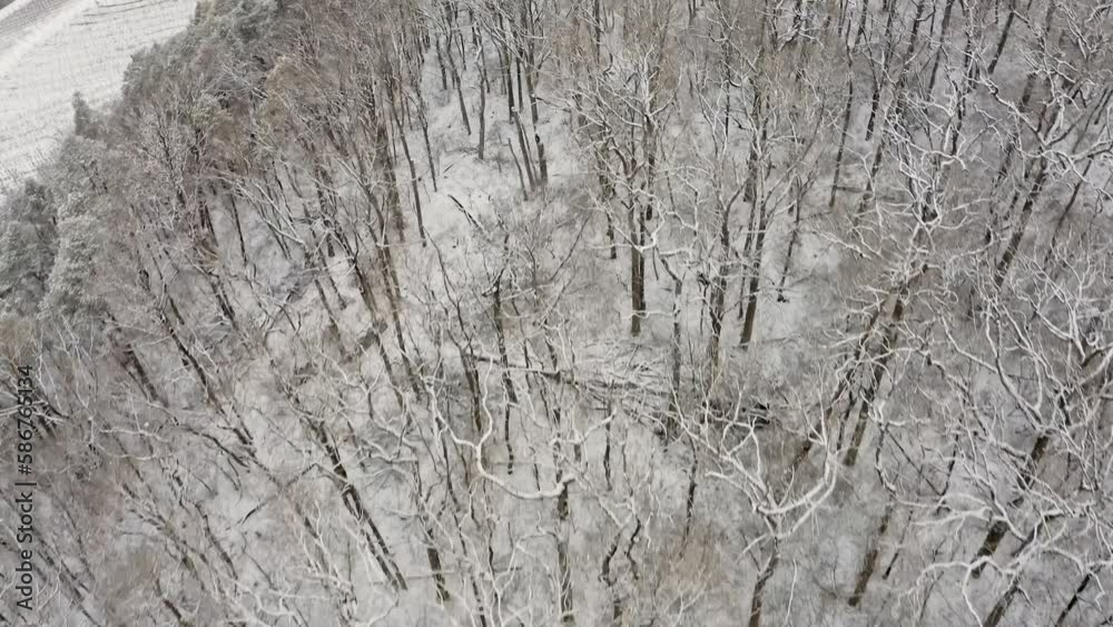 Snowy forest, aerial view of forest
