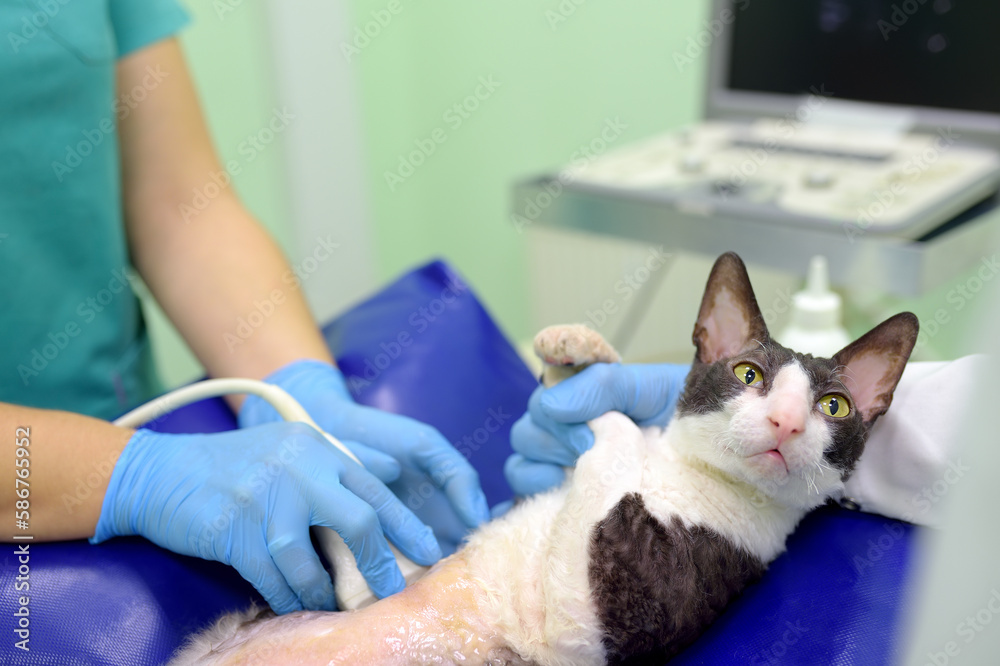 Cat having ultrasound scan in vet office. Health of pet. Care animal. Pet checkup Cat having ultrasound scan in vet office. Health of pet. Care animal. Pet checkup