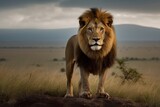 Majestic and attentive lion posing in the African savannah at sunset. Generative AI