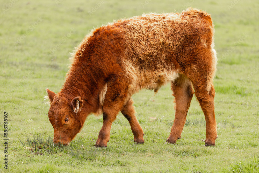 Hereford cow calf in a grass field