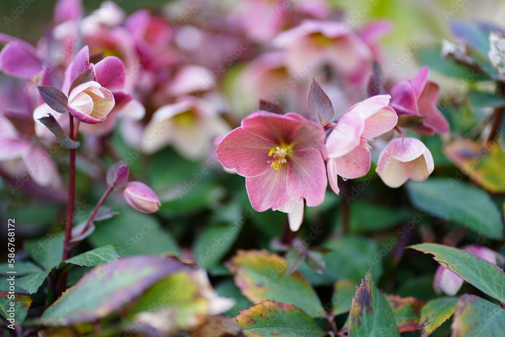 Obraz premium 日本、東京、薬用、植物園、植物、草、葉、木、花、実、自然、空、青空、屋外、野外、薬用植物園、