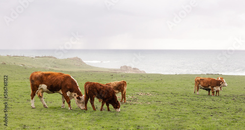Hereford cows in a grass field by Big Sur