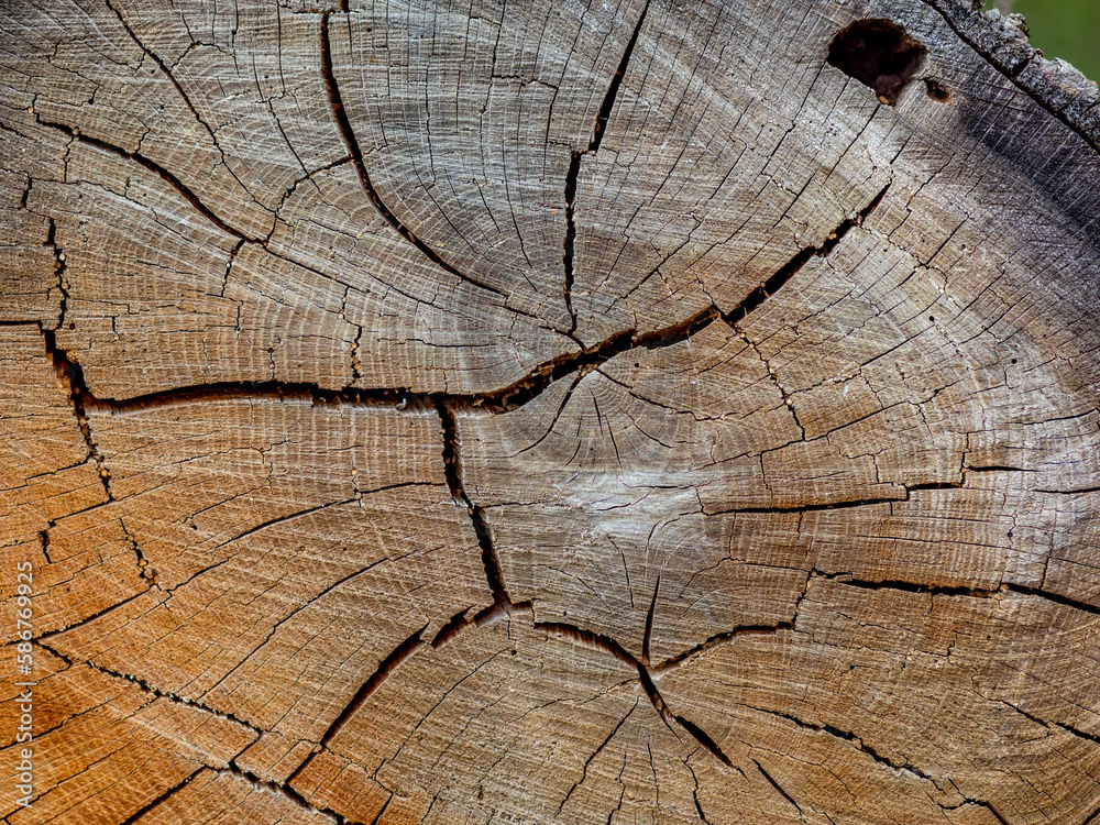 Fototapeta premium Holzstextur