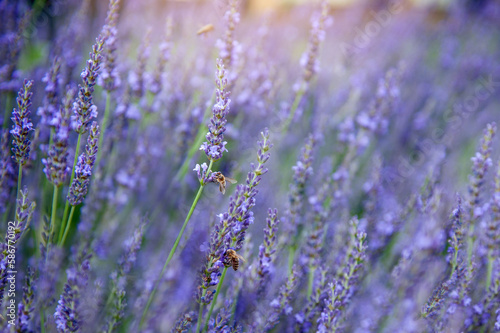 Picture of bees flying around the blooming lavender flowers