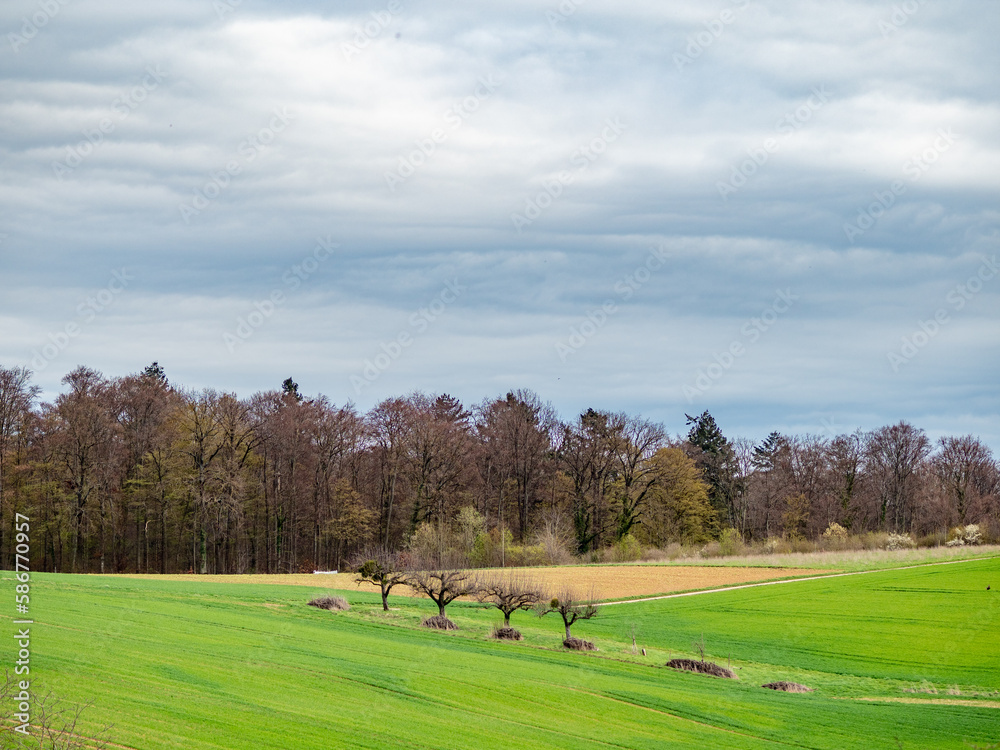Fototapeta premium Baumschnitt im Frühjahr