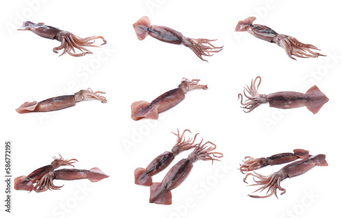 Collage with fresh squids on white background