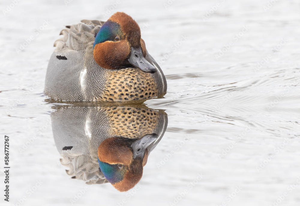 Male green-winged teal (Anas carolinensis) in spring