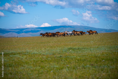Horses. Central Mongolia. Arkhangai province. photo