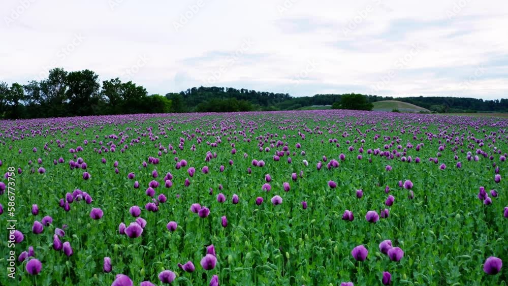 Aerial view of beautiful purple poppy fields in the countryside Aerial view of beautiful purple poppy fields in the countryside