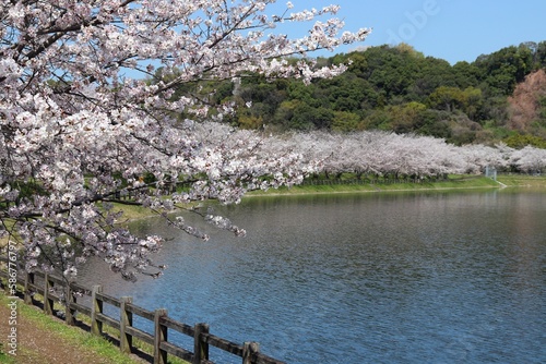 立岡自然公園の春の風景