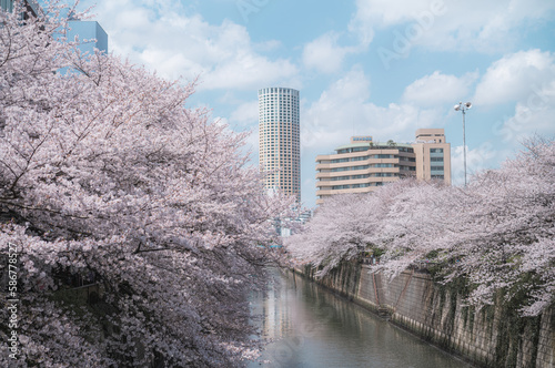 目黒川の桜