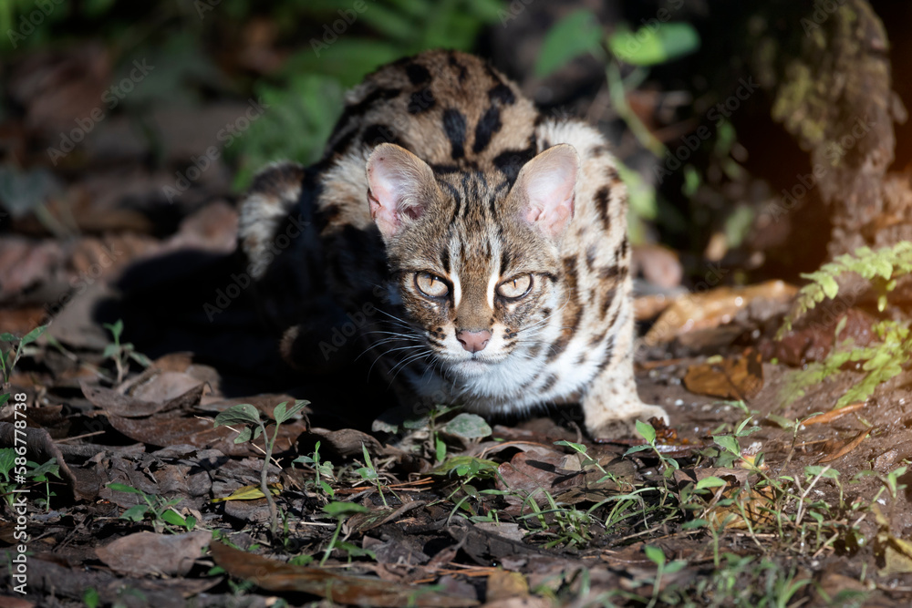 Leopard cat  in the nature looking at camera