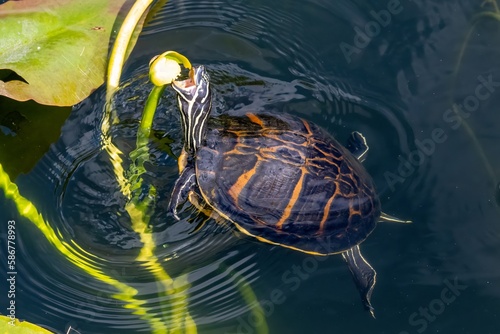 Florida Redbelly Turtle - Pseudemys nelsoni - eating water lily on Anhinga Trail in Everglades National Park, Florida. photo