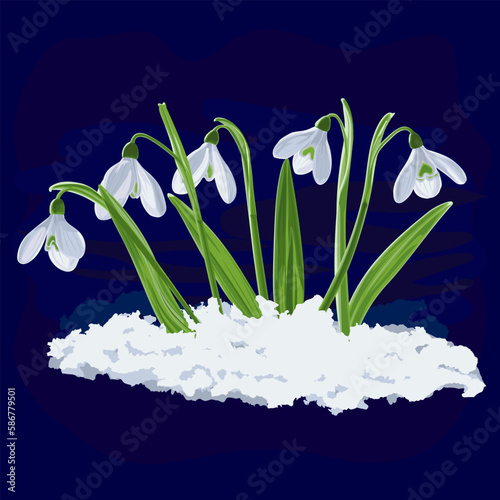 Vector illustration of five shoots of early first spring flowers snowdrops in snow. Galánthus nivális vector graphic on dark background. Illustration of five flowers snowdrops in vector. 