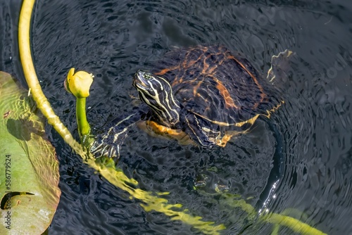 Florida Redbelly Turtle - Pseudemys nelsoni - eating water lily on Anhinga Trail in Everglades National Park, Florida. photo