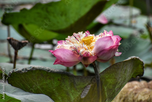 pink and white lotus flower in lily pond