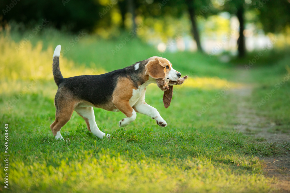 cheerful puppy runs on the grass, field. little beagle in nature in summer