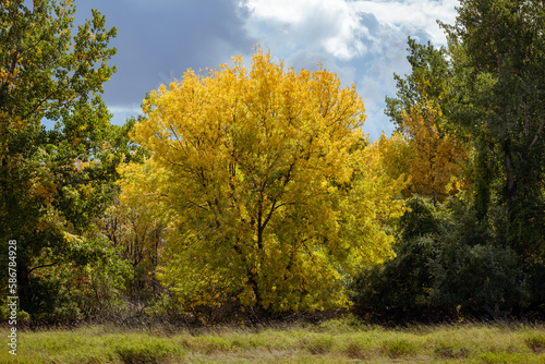 Yellow tree during fall catching light