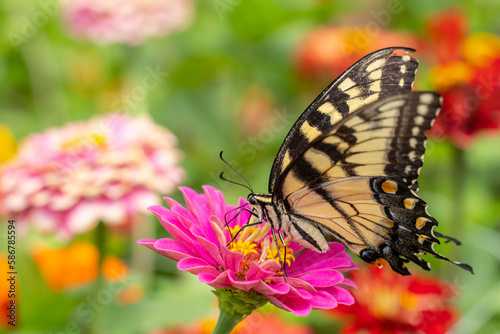 Eastern Tiger Swallowtail (Papilio glaucus) on colorful zinnia flower in summer garden © Lee