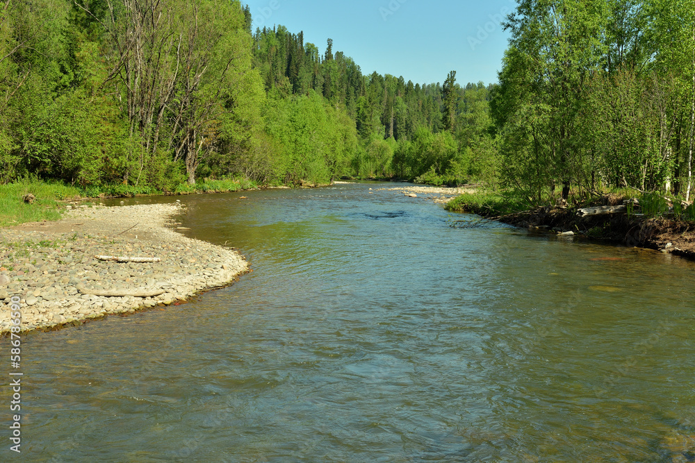 The winding bed of a beautiful river flowing from the mountains through a dense coniferous forest on a warm summer day. The winding bed of a beautiful river flowing from the mountains through a dense coniferous forest on a warm summer day.