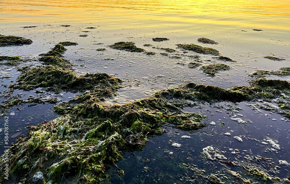 Obraz premium nature ecology throws algae ashore polluting the beach prickly dark algae swim back into the sea and serve as food for fish without creating 