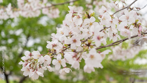 春に咲く日本の桜の花