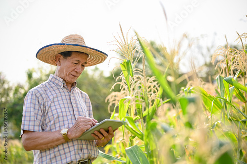 An Asian-aged farmer using his tablet for his smart farm system, inspecting the quality of corn