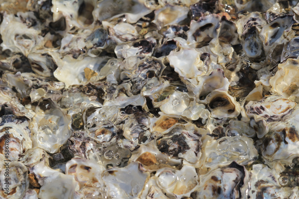 oyster shell, at the coastline hong kong