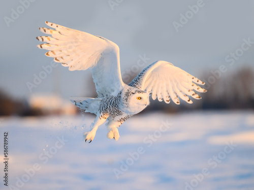 Female Snowy Owl in flight over farmer's field 