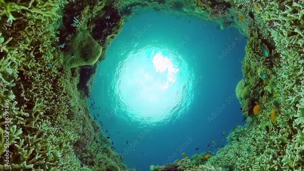 Reef Coral Scene. Tropical underwater sea fish. Hard and soft corals, underwater landscape. Panglao, Bohol, Philippines.