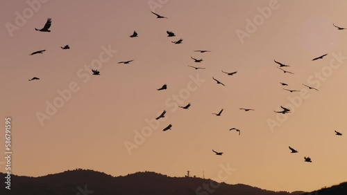 Vultures flying over a Spanish landscape, during beautiful sunset hours.