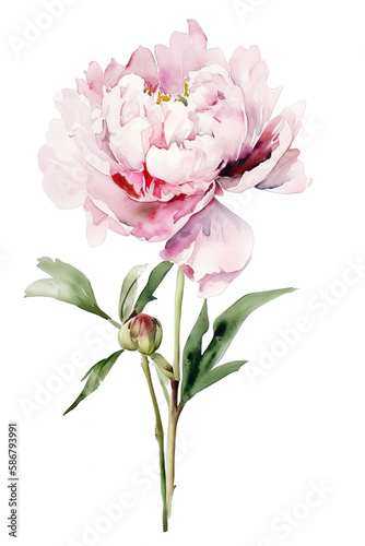 pink peony flower watercolor isolated on white