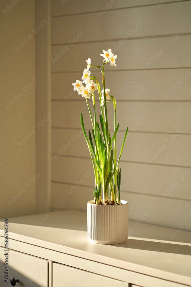 A narcissus flower in a white pot in the rays of the sun at home. A narcissus flower in a white pot in the rays of the sun at home.