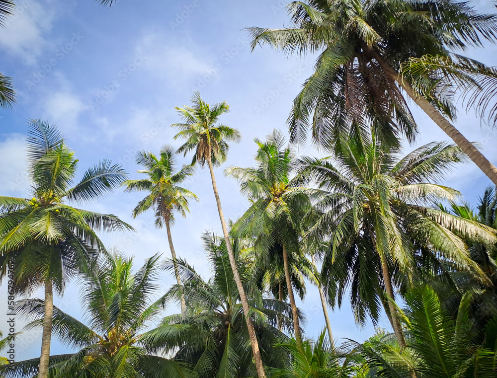 Obraz premium Palm Tree on Beach