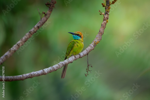 Asian green bee-eater on a branch