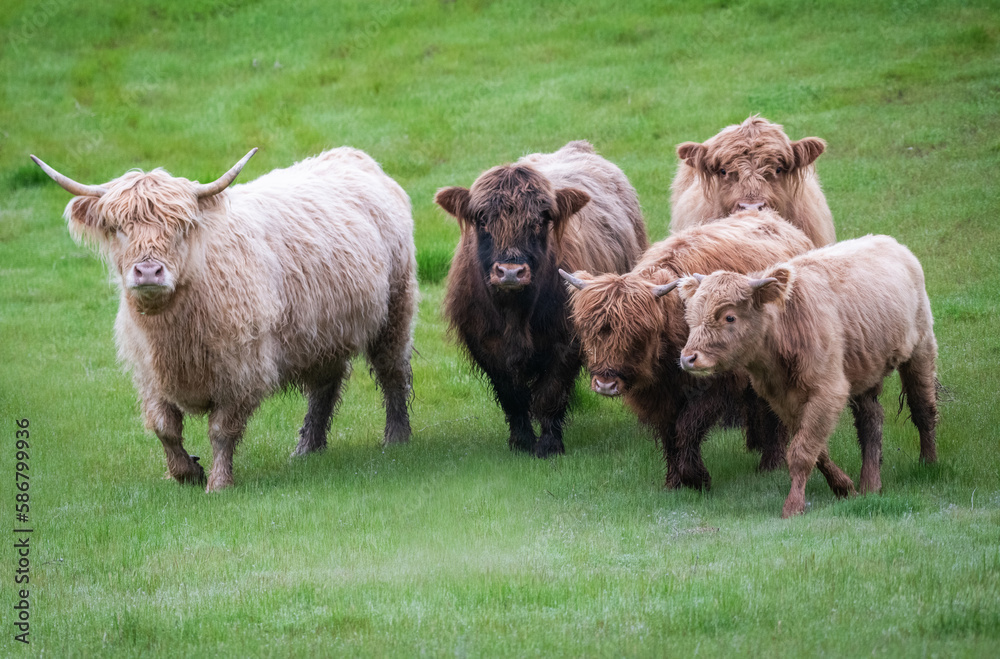 Fototapeta premium Group of highland cattle running through the green grass