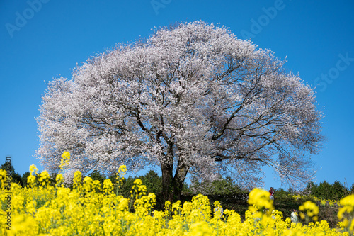 Tablou pe pânză 桜と菜の花。馬場の山桜佐賀県武雄市