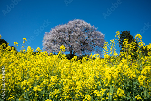Tableau sur toile 桜と菜の花。馬場の山桜佐賀県武雄市