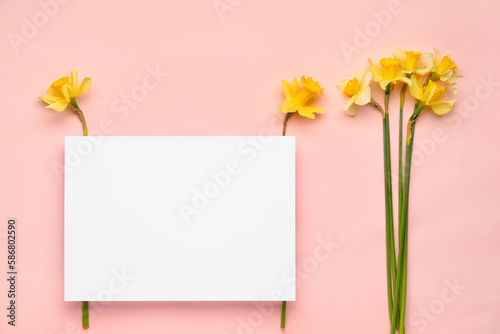 Fototapeta Naklejka Na Ścianę i Meble -  Beautiful narcissus and rectangular blank card on color background