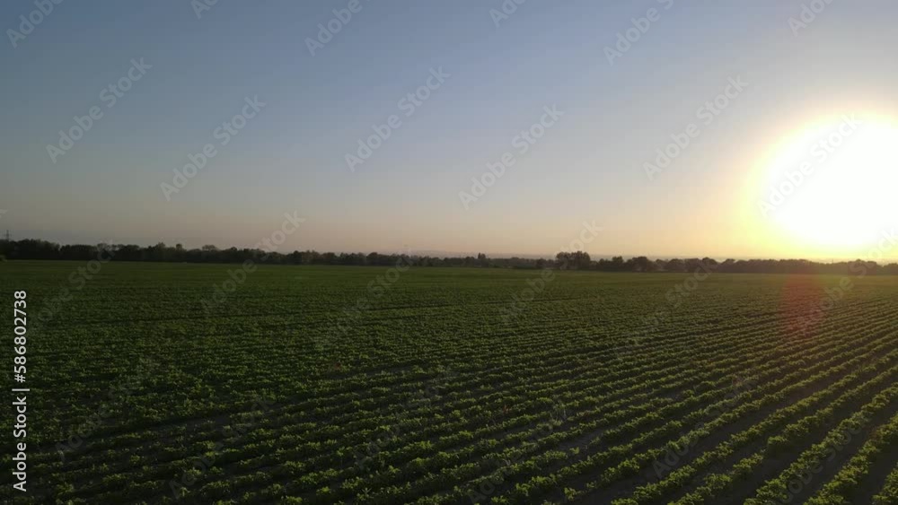 Flying over a field with soybean beds. Against the backdrop of the setting sun Flying over a field with soybean beds. Against the backdrop of the setting sun