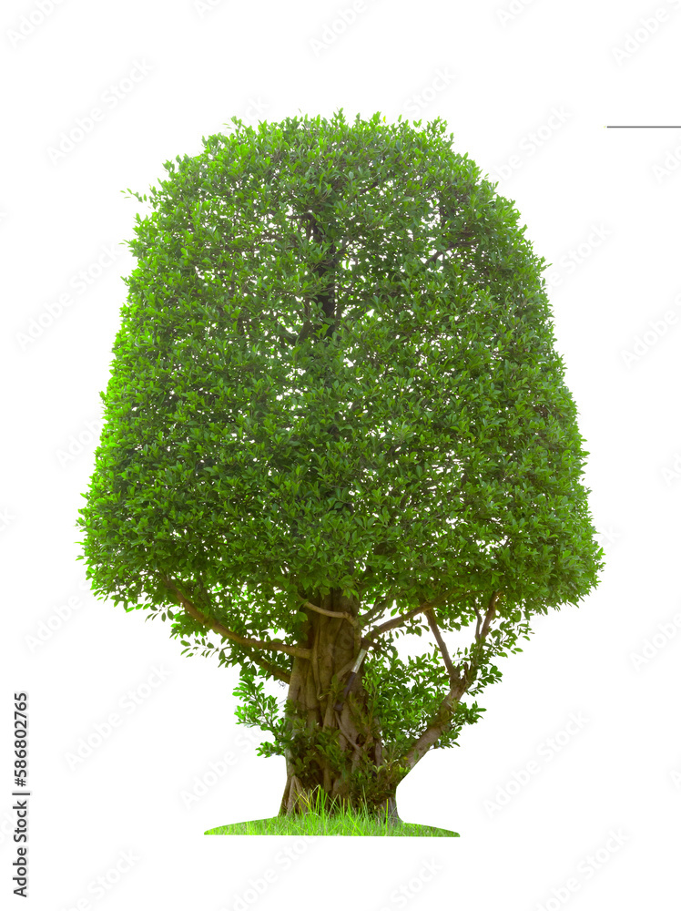 Bonsai Tree Isolated on white background Stock Photo | Adobe Stock